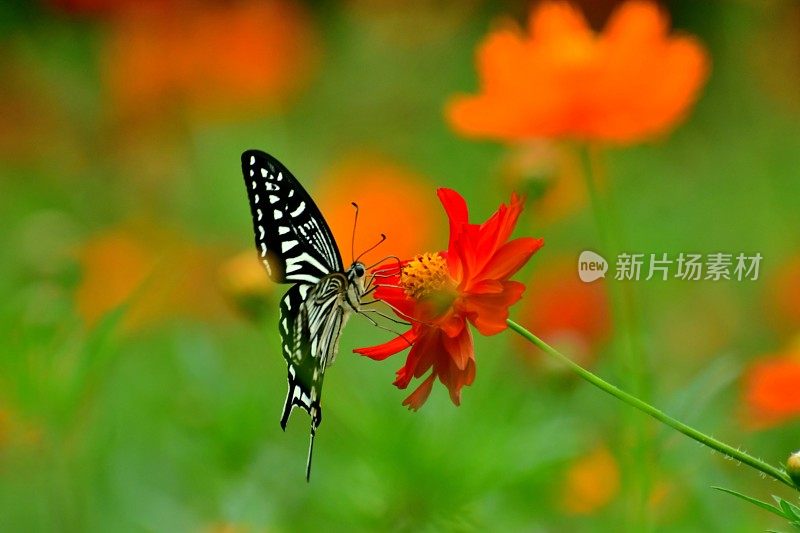 蝴蝶和黄色/橙色的宇宙花